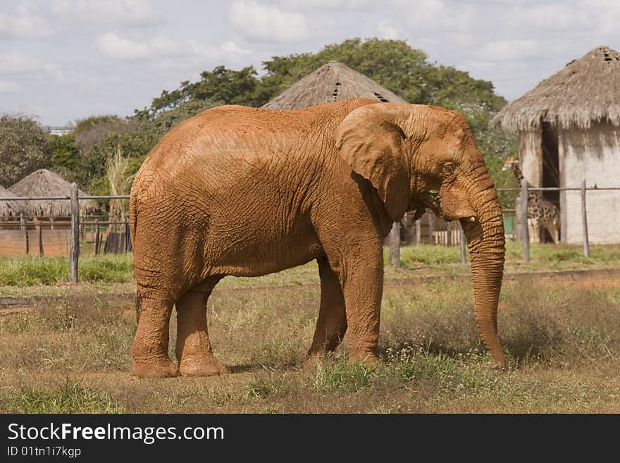 African Elephant