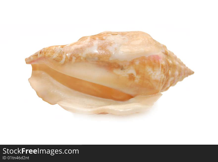 Sea cockleshell photographed in white background