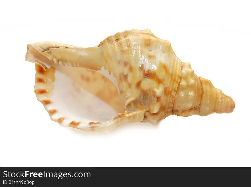 Seashell isolated on white background