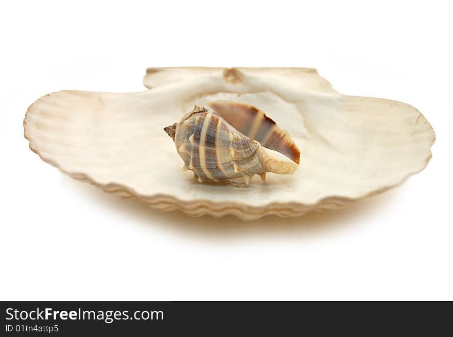 Seashell isolated on white background