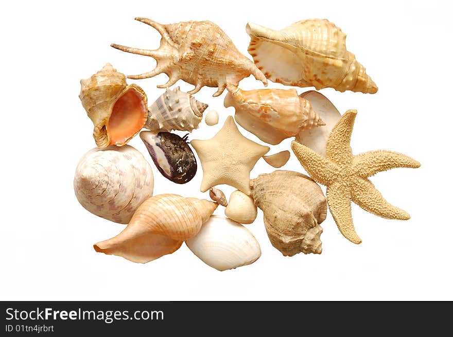 Set of seashells on white background. Set of seashells on white background