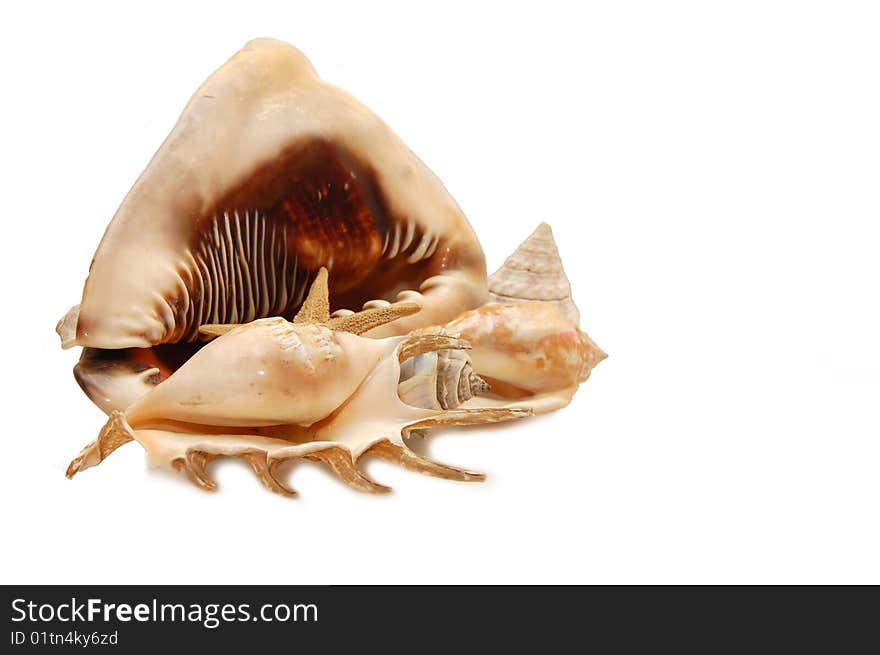 Sea Cockleshells On White Background