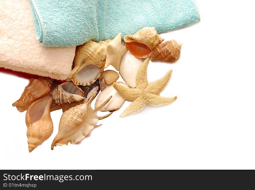 Very beautiful seashells on towel background