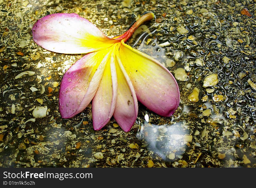 Fallen colorful flower