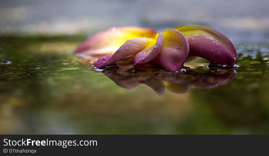 A frangipani tree flower reflected in a puddle after a rainfall. A frangipani tree flower reflected in a puddle after a rainfall.