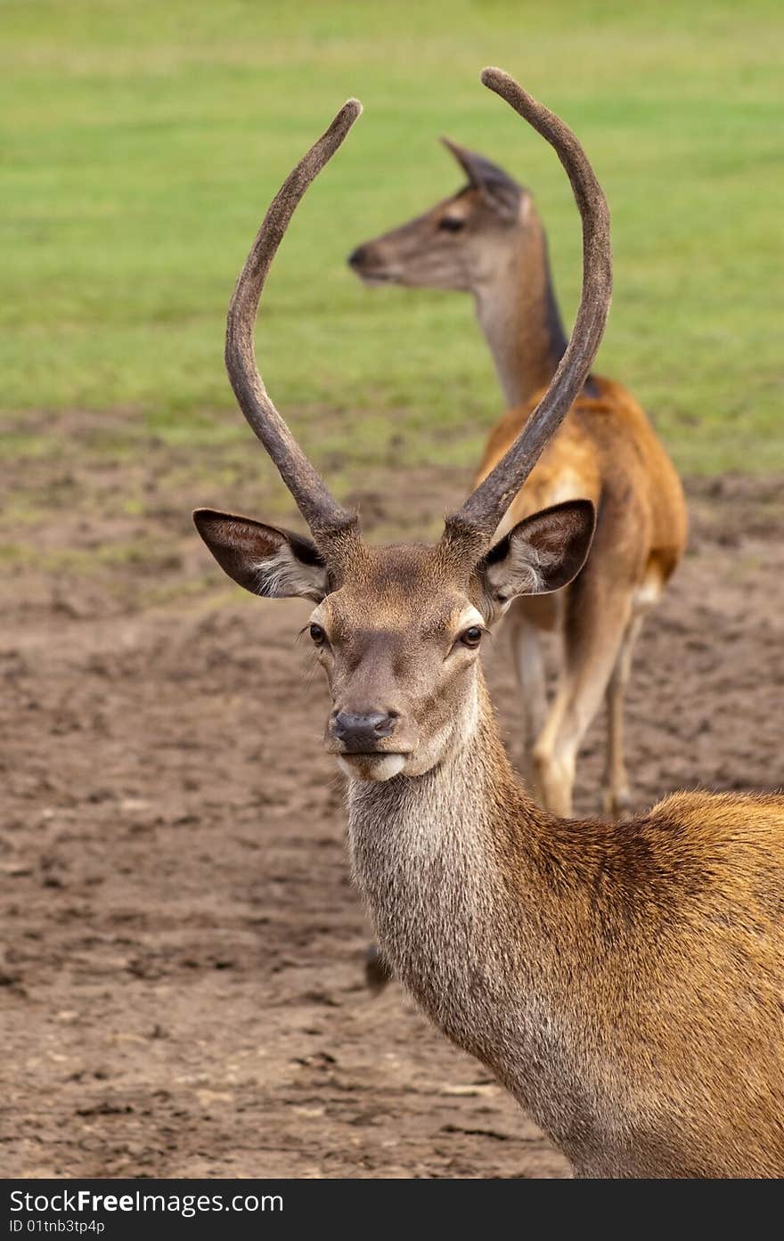 Deer romance