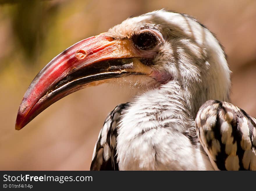 Red-billed Hornbill bird closeup