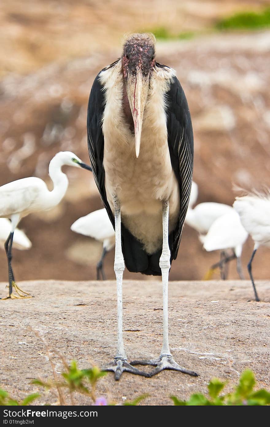 Marabou Stork Bird Standing On The Ground