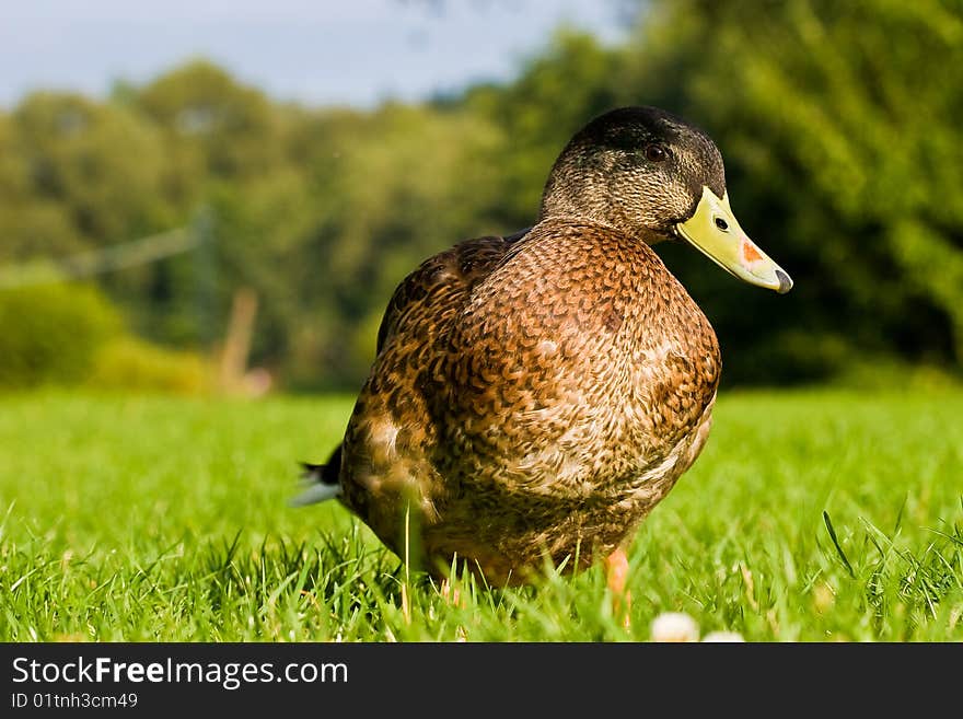 Wild duck standing on the grass