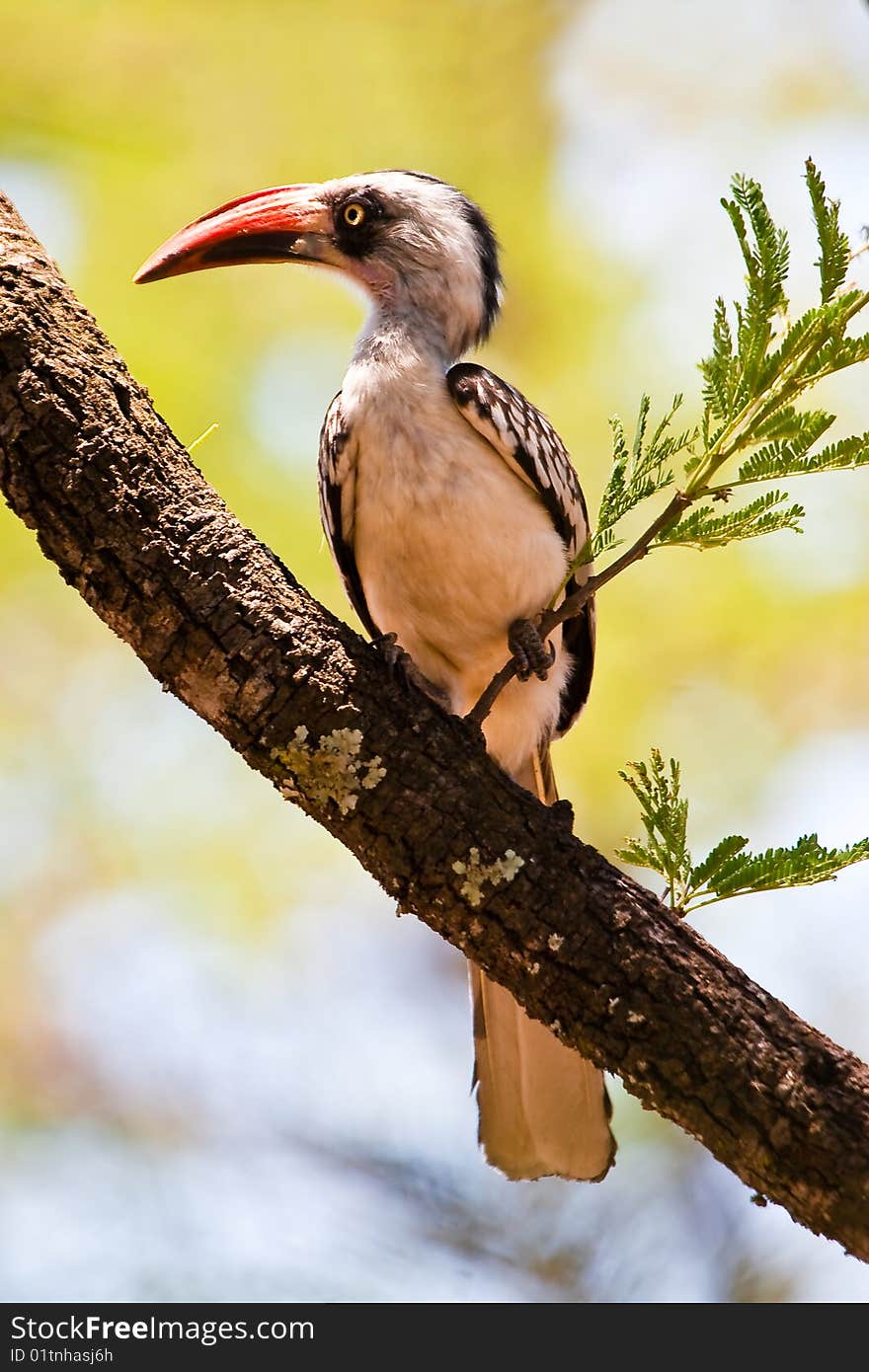 Red-billed Hornbill bird sitting in a tree