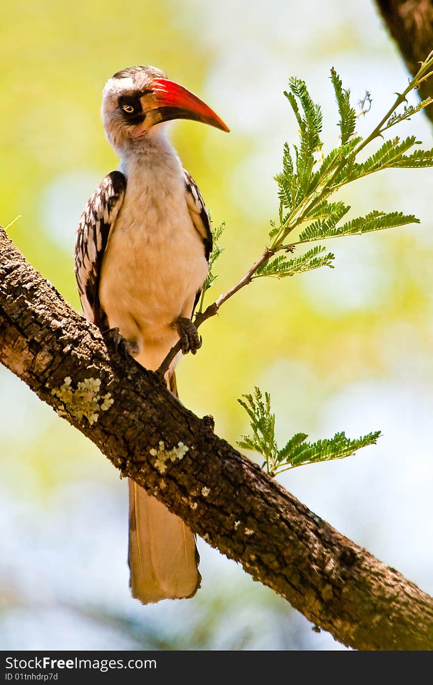 Red billed hornbill bird sitting in a tree. Red billed hornbill bird sitting in a tree