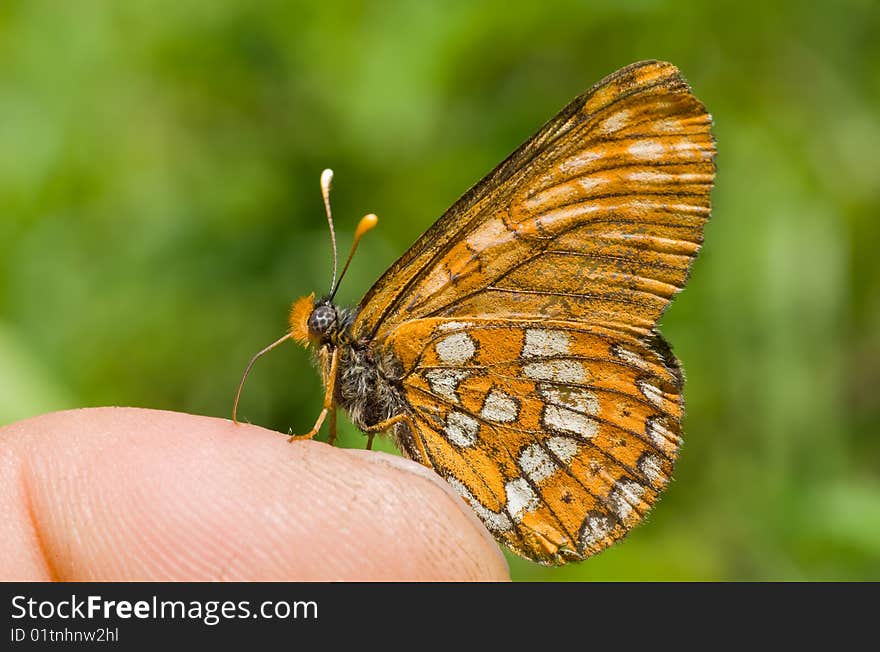 A close-up of the butterfly (Melitaea) on finger. A close-up of the butterfly (Melitaea) on finger.