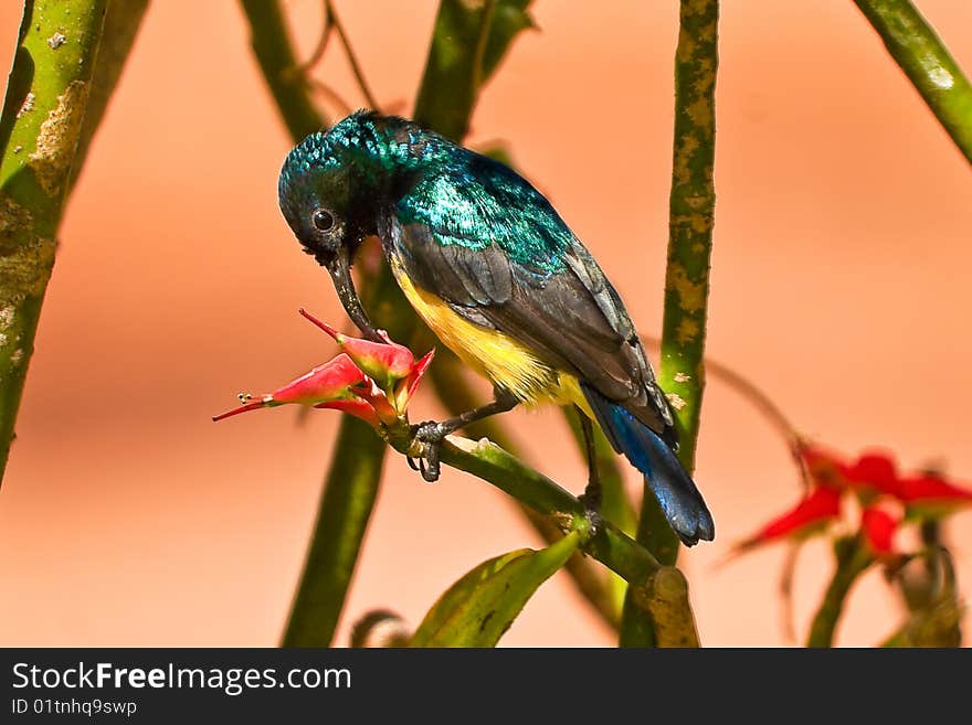 Hummingbird sitting in a tree on a branch