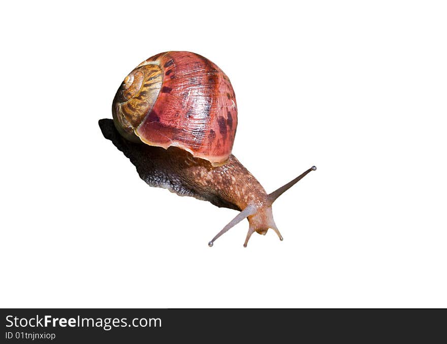 A close-up of the snail. Isolated on white. A close-up of the snail. Isolated on white.