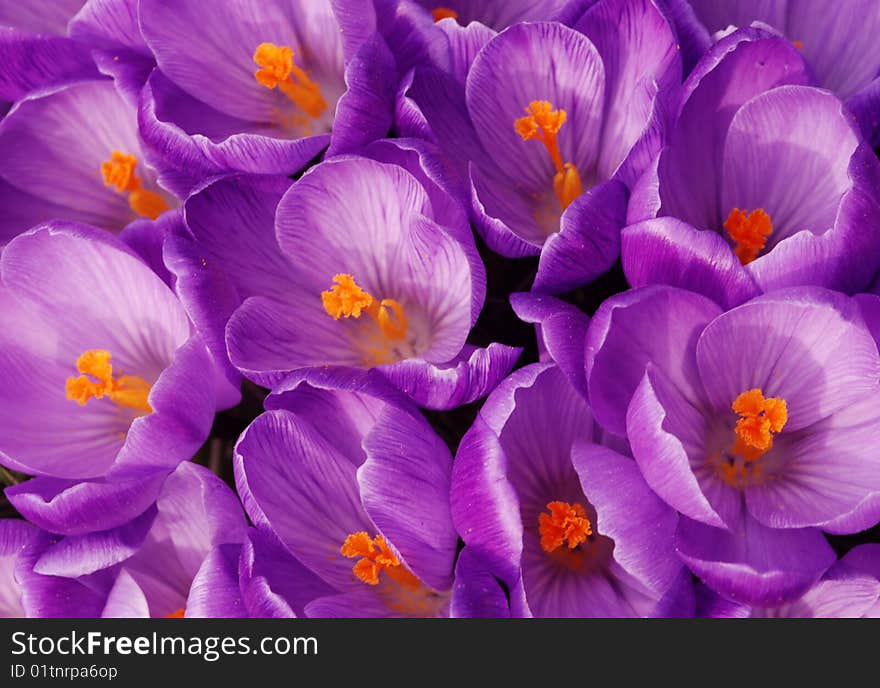 Pink crocus