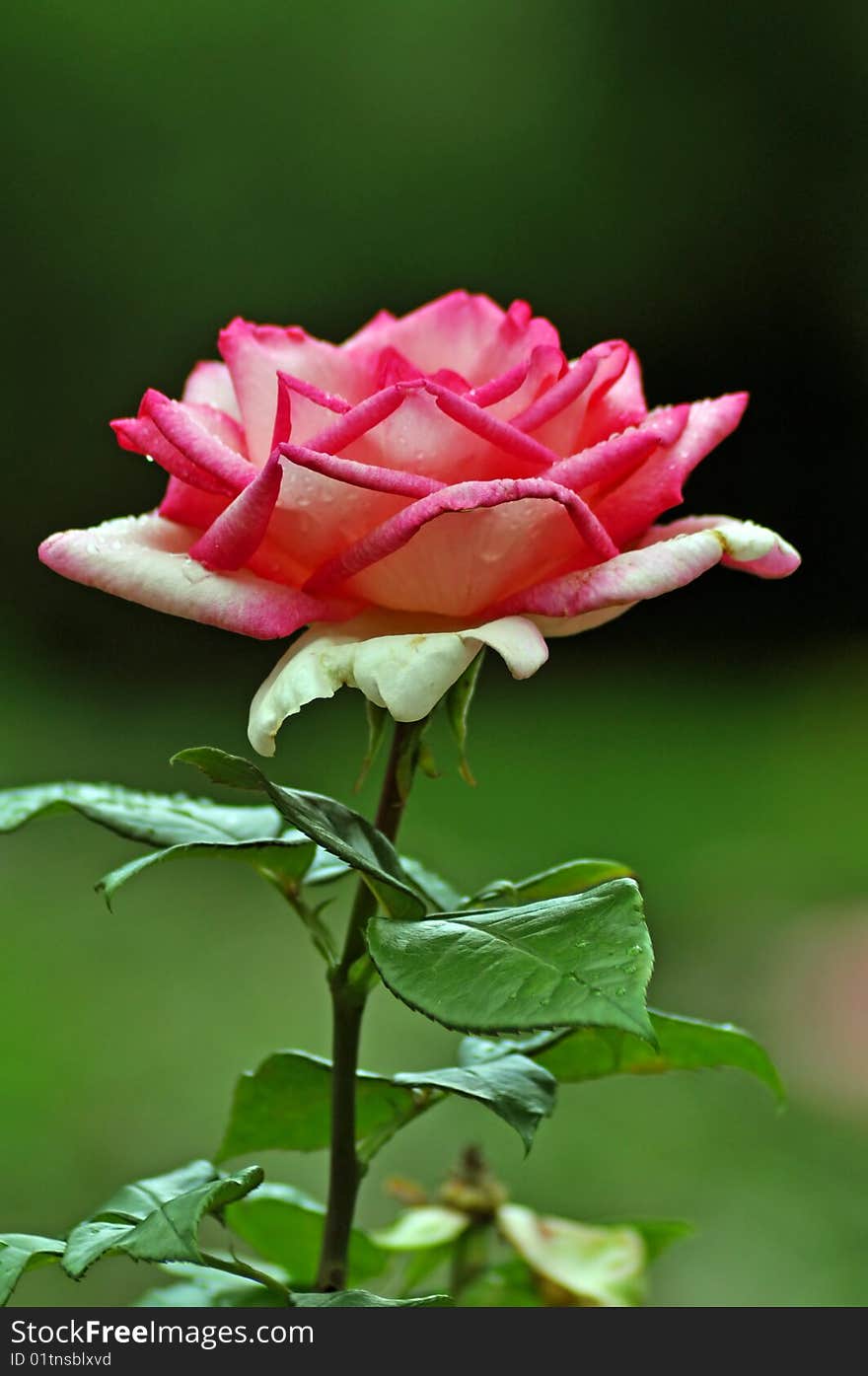 Close-up of a beautiful rose. Close-up of a beautiful rose