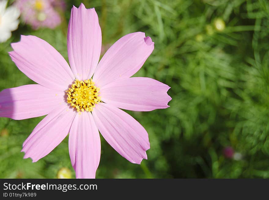 Garden camomile close up - a beautiful background