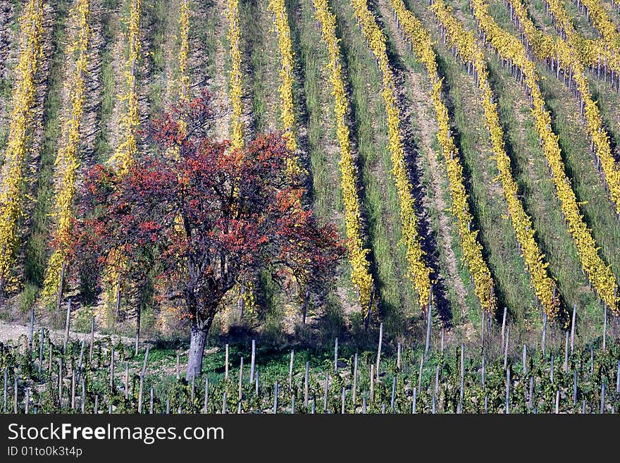 Pear tree and warm vineyards in autumn