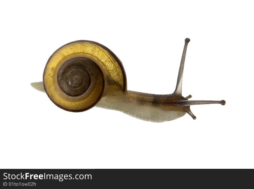 Transparent garden snail on white background