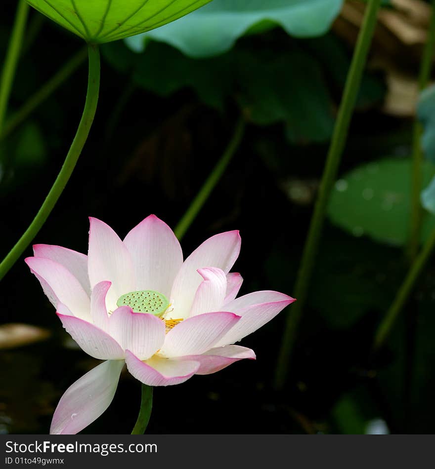 Single lotus on the pond with close-up.