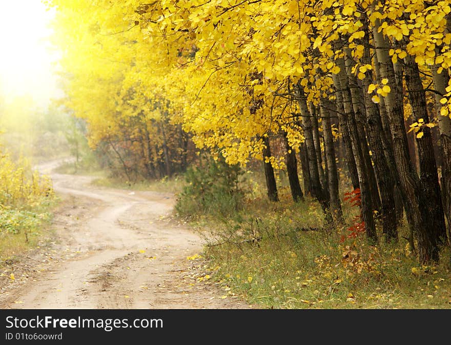 Autumn in the park background