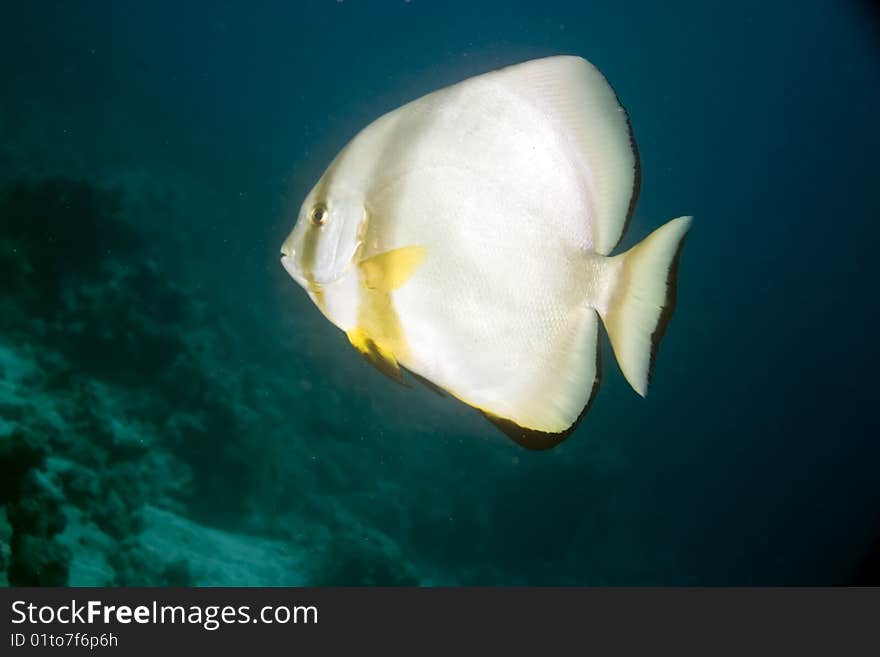 Spadefish taken in the red sea.