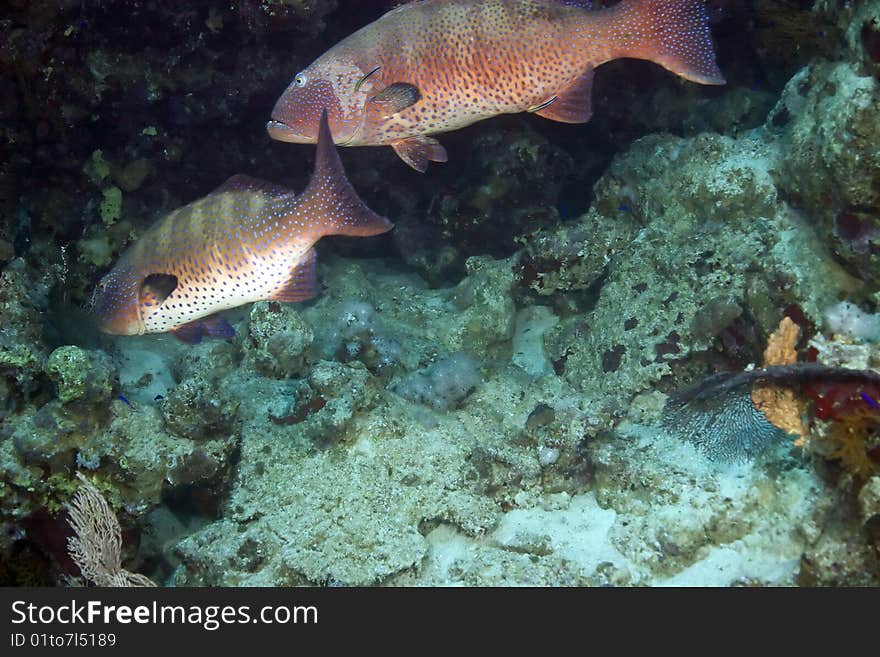 Coralgrouper