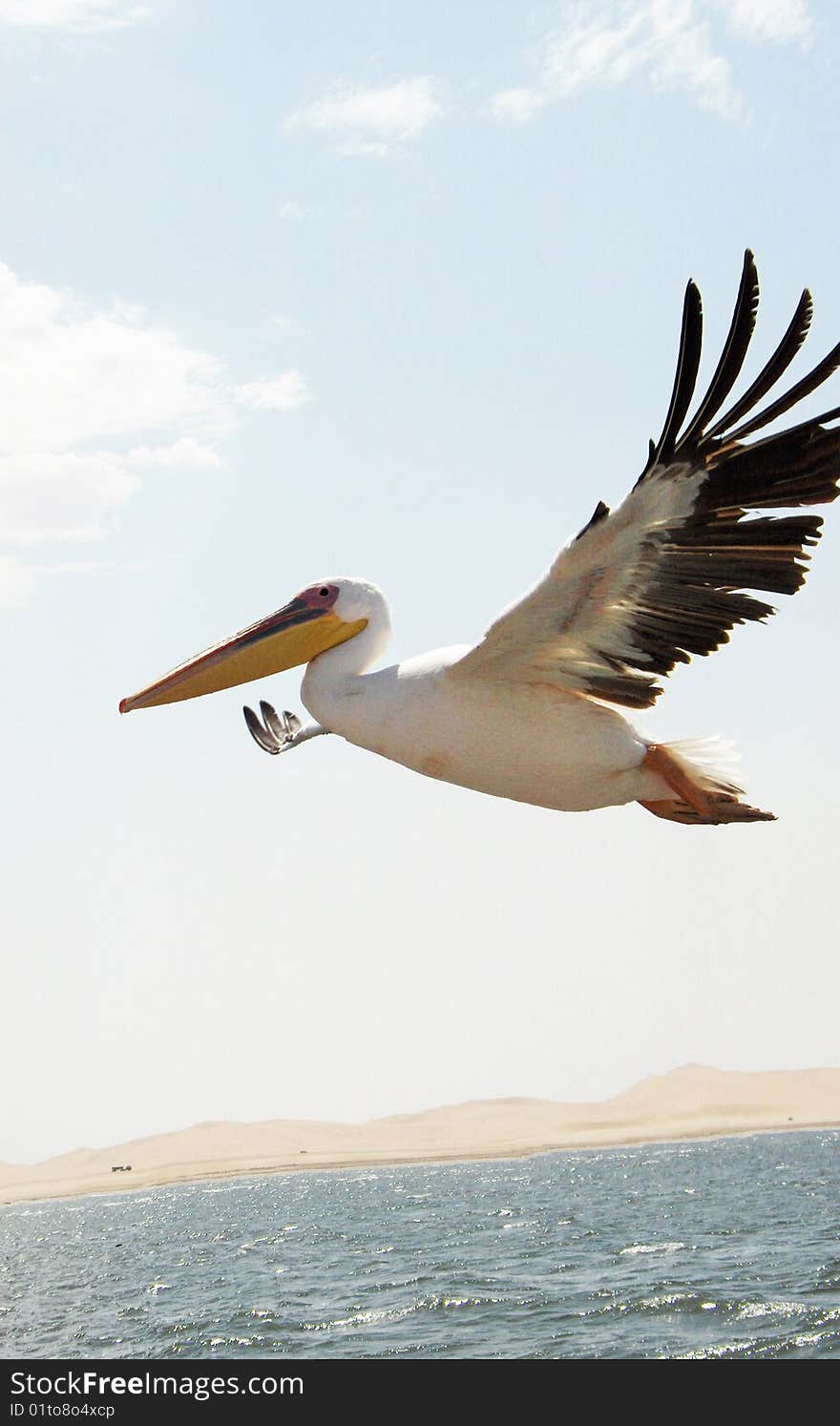 Pelican