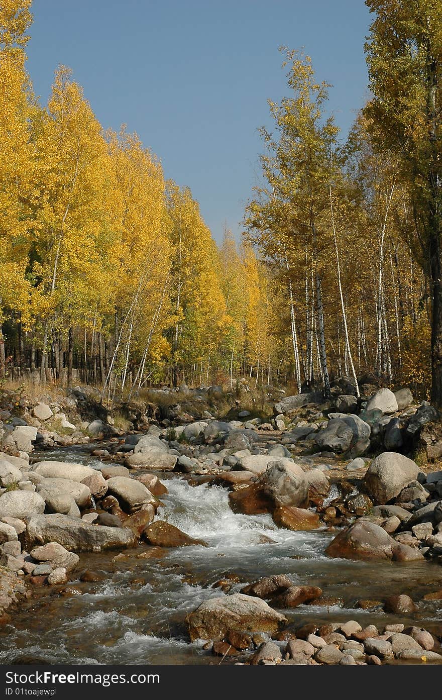 Yellow birches at the mountain river. Yellow birches at the mountain river