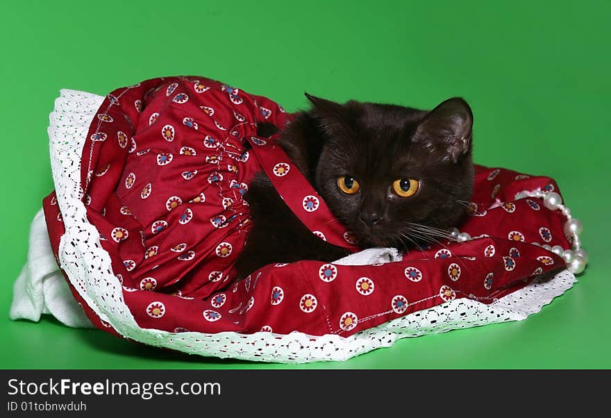 Black cat in a red dress on a green background. Black cat in a red dress on a green background.