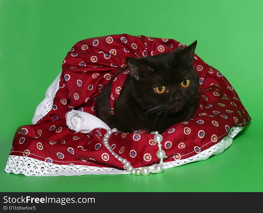 Black cat in a red dress on a green background. Black cat in a red dress on a green background.