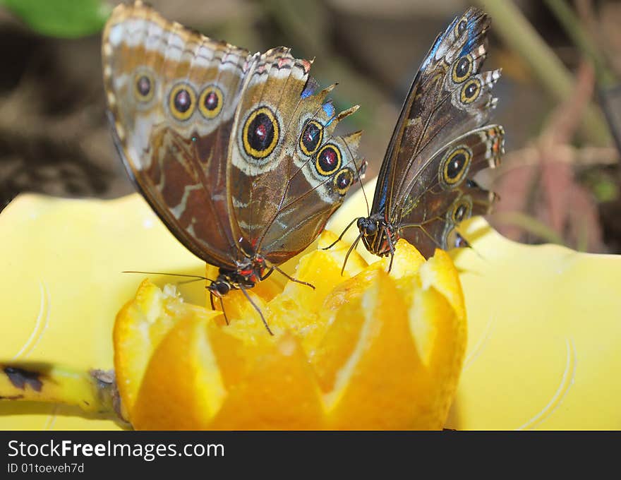 Two buteterflay on the fruits.