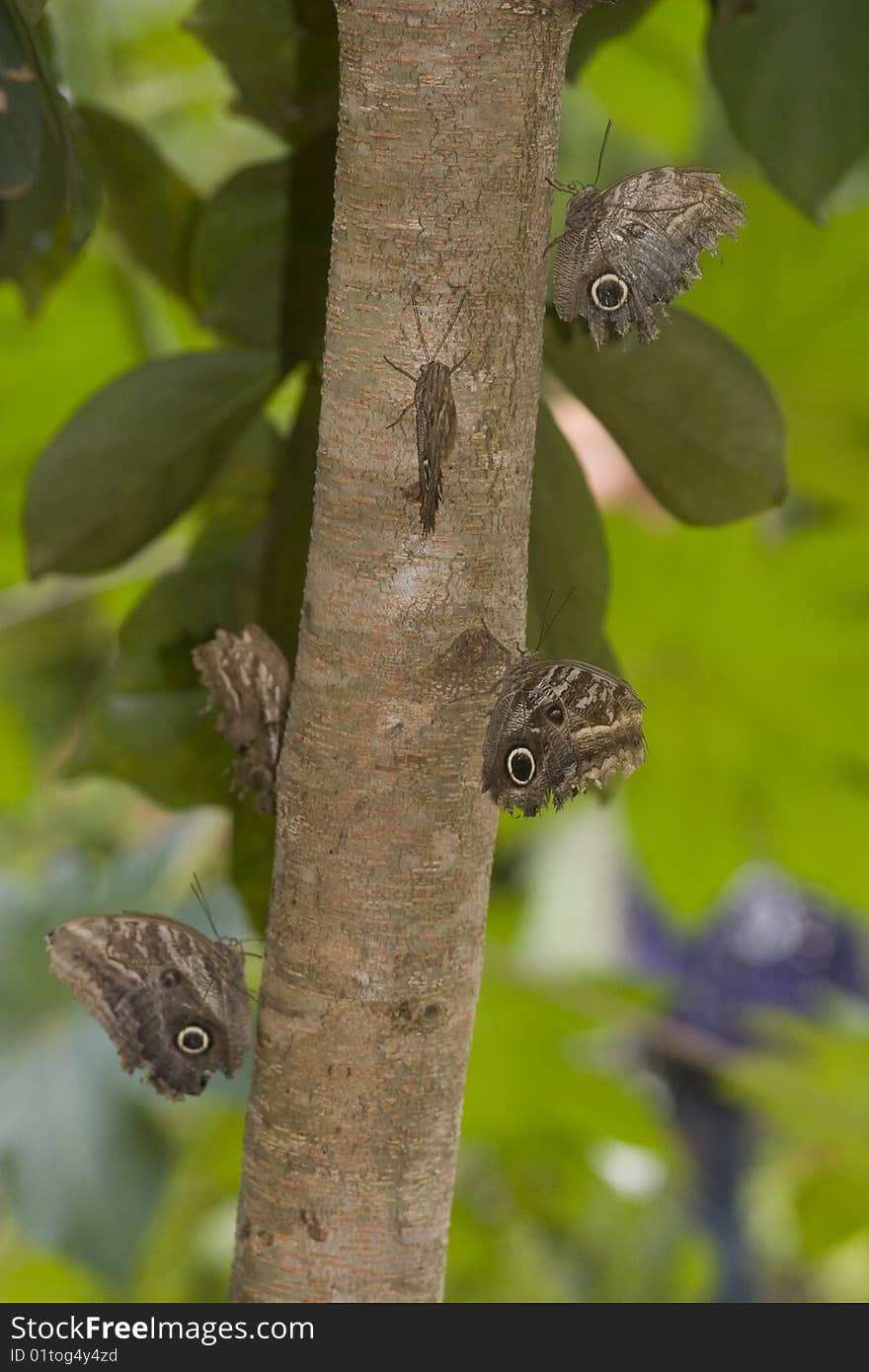 Group of owl butterflies along the trunk of a tropical tree