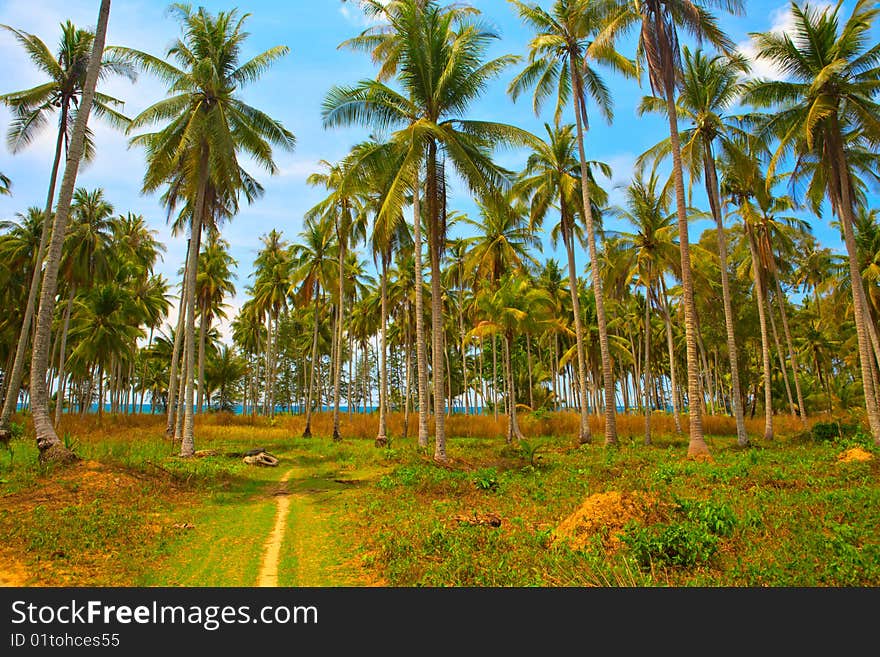 Palm trees forest and way to the sea