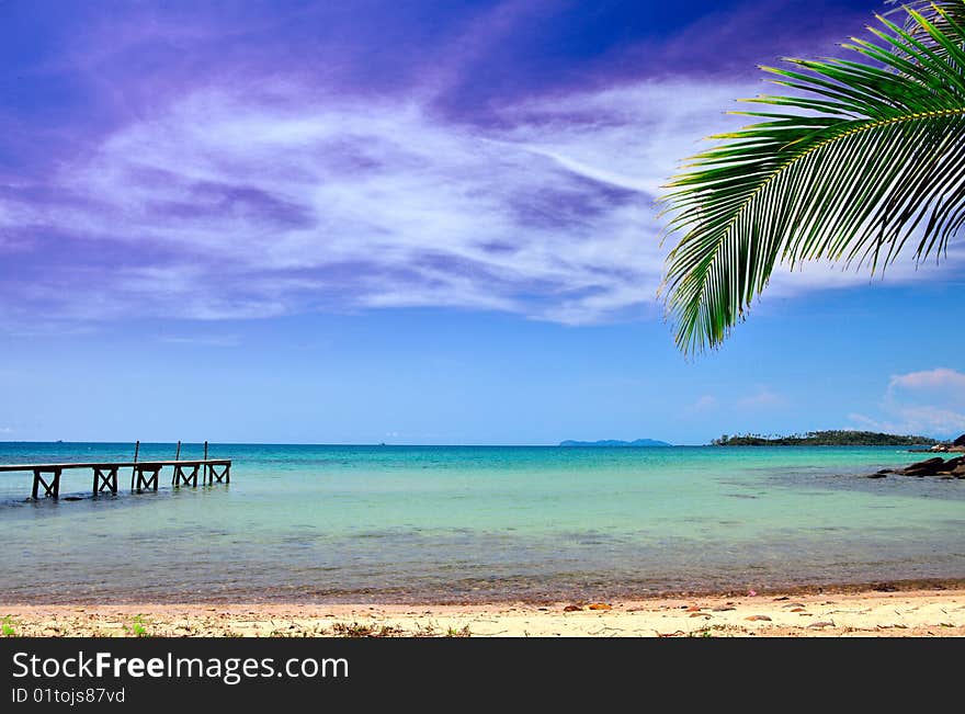 Palm leaf near the sea. Palm leaf near the sea