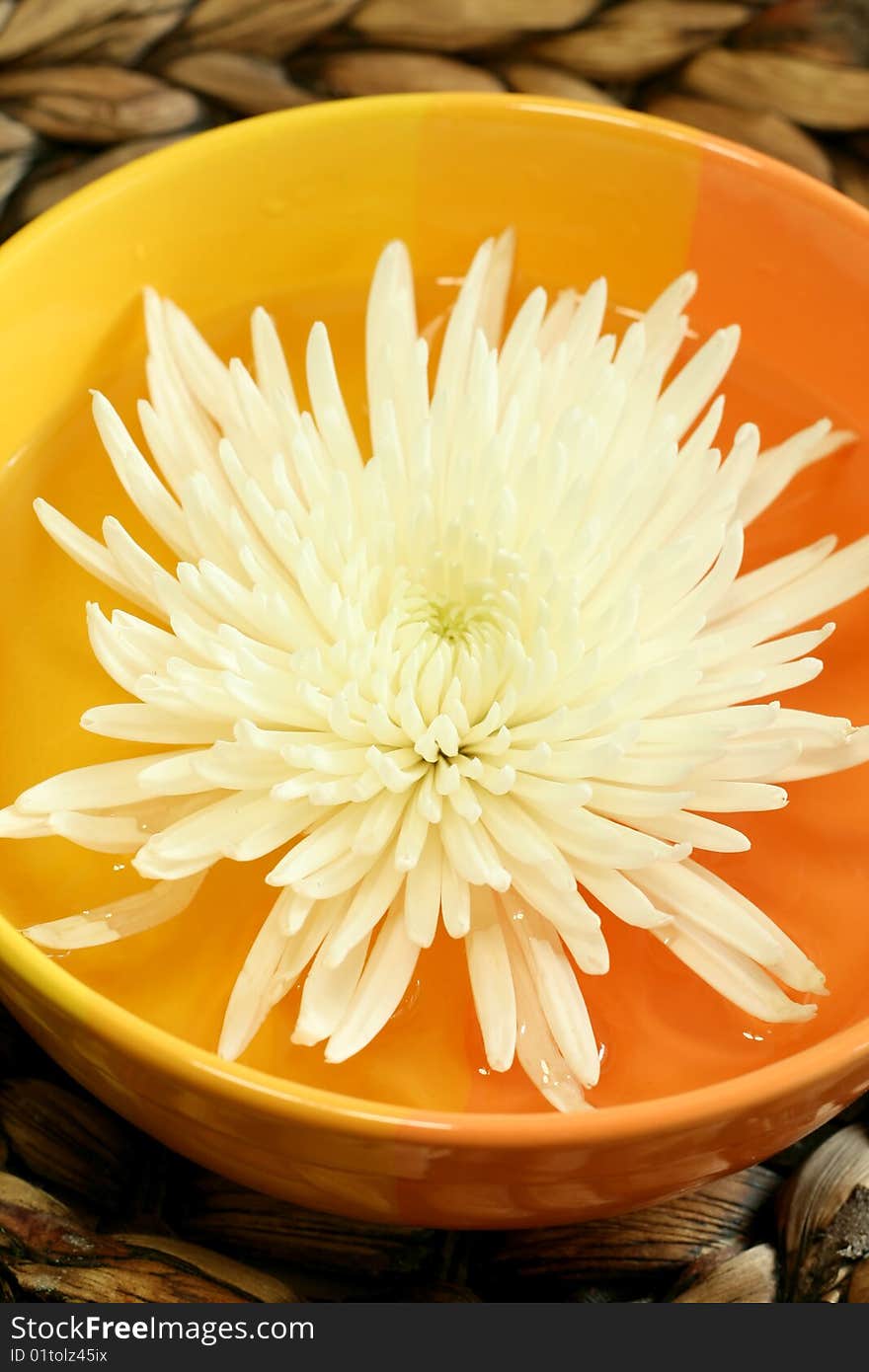 White chrysanthemum in  bowl with water.