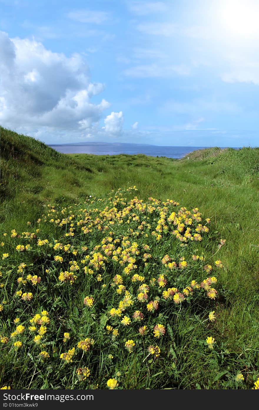 Wild grass and weeds and flowers on a cliff edge in ballybunion. Wild grass and weeds and flowers on a cliff edge in ballybunion