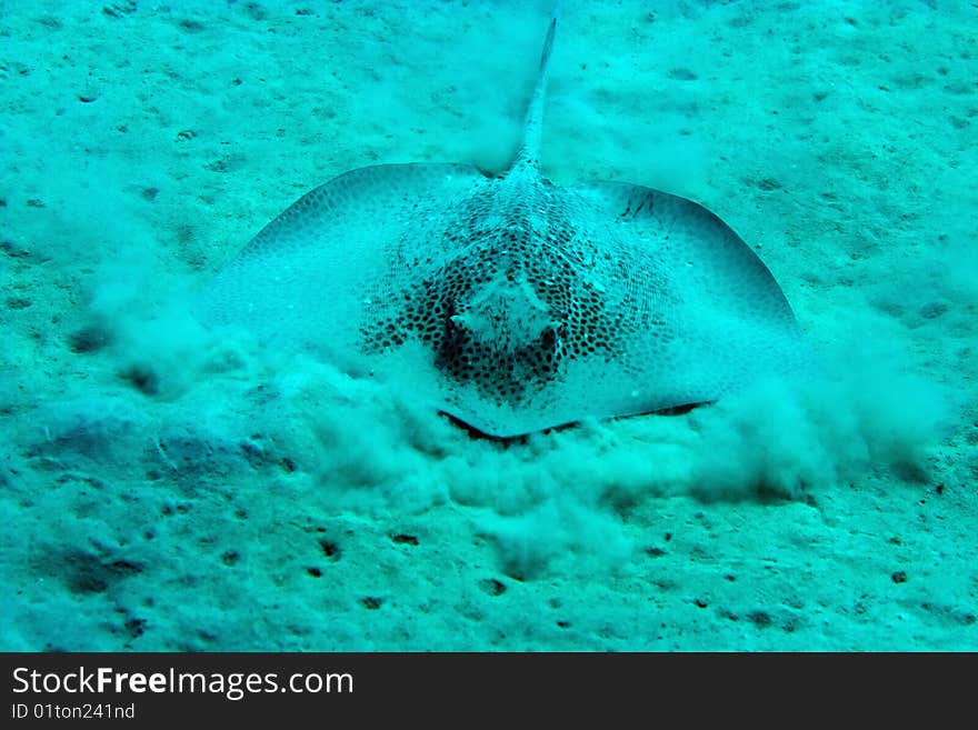 Darkspotted stingray taken in th red sea.