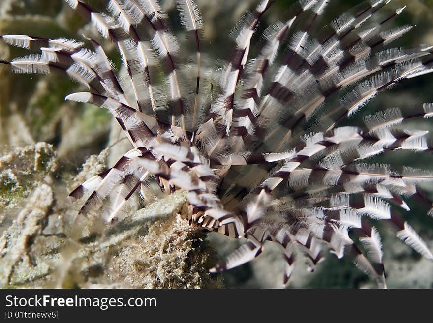 Feather duster worm