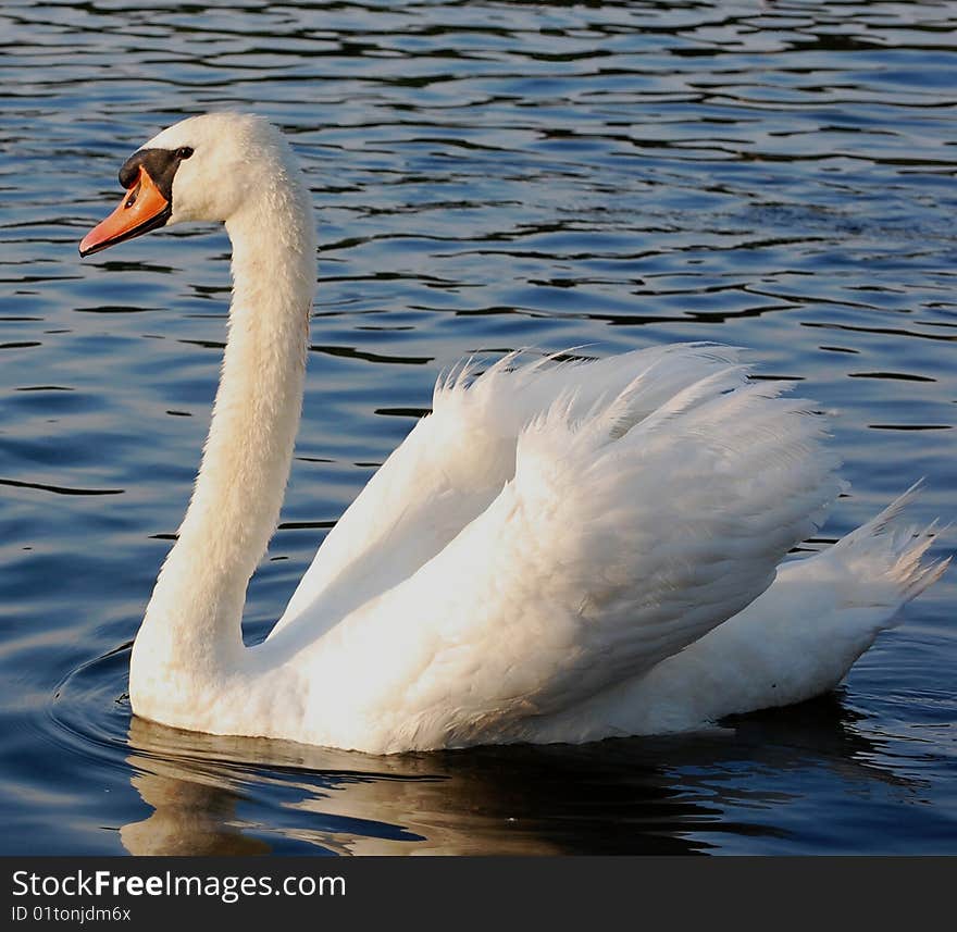 Mute swan in lake facing left