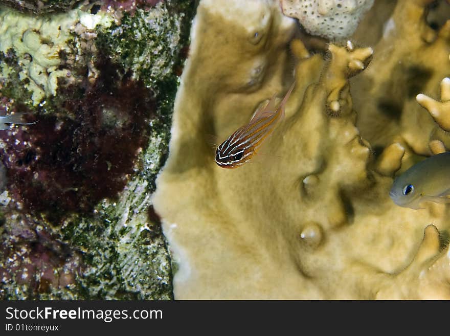 Yellow-striped cardinalfish taken in th red sea.