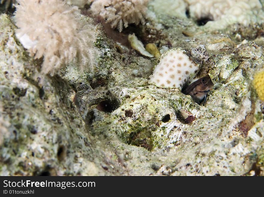 Chestnut blenny taken in th red sea.