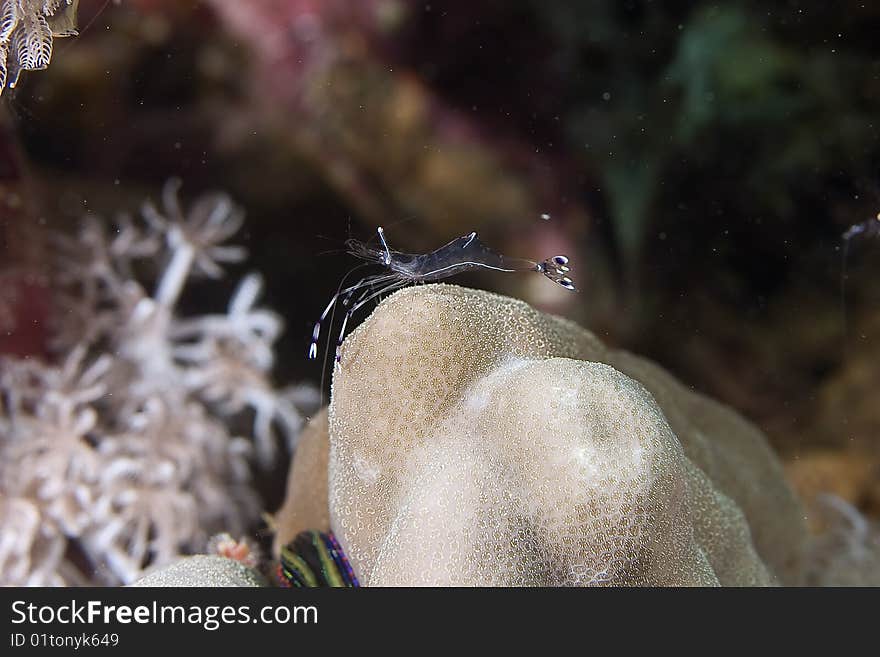 Long-arm Cleaner Shrimp