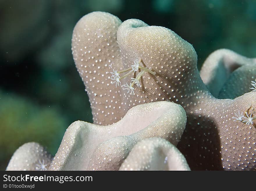 Leather Coral