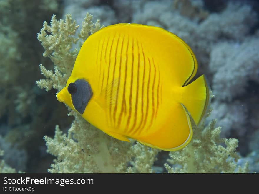 Masked butterflyfish