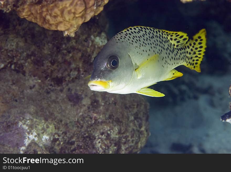 Blackspotted sweetlips taken in th red sea.