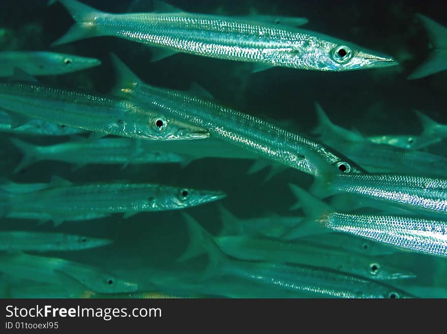 Yellowtail barracuda taken in th red sea.