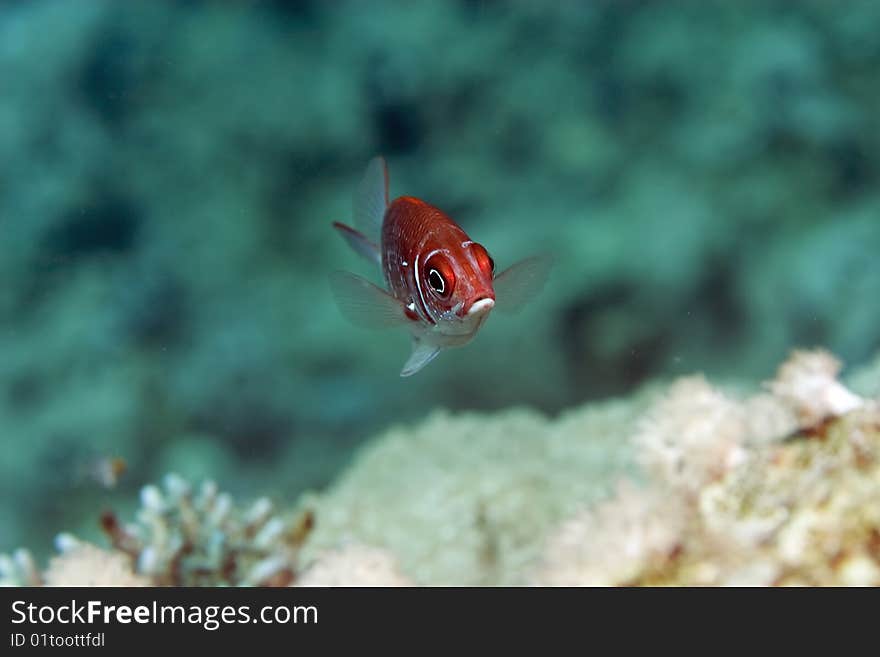 Tailspot squirrelfish