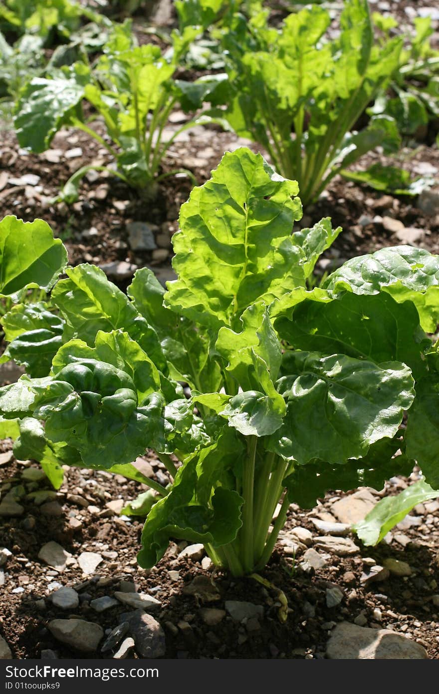 Irish Cabbage Farm