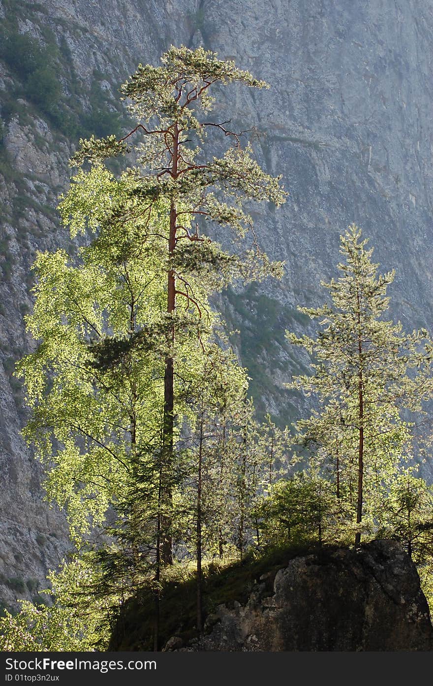 Pine trees on a cliff